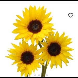 Meet your Posher, Kemba